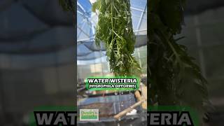 WATER WISTERIA AKA THE HARDIEST HYGROPHILA HYGROPHILA DIFFORMIS Aquarium Plant For Sale [upl. by Fulviah396]