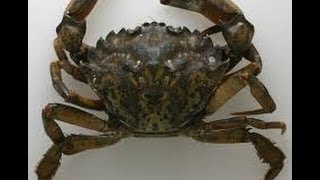 HOW TO BAIT A GREEN CRAB FOR BLACKFISH [upl. by Rosaline500]