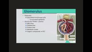 Nephron Renal Corpuscle to PCT [upl. by Pinette163]