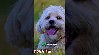 Shih Tzu vs Havanese  Temperament Comparison [upl. by Sergeant310]