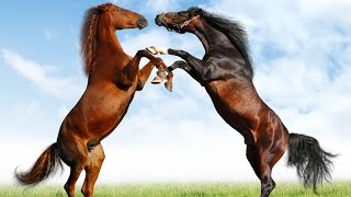 Horses  Full Documentary with subtitles [upl. by Gudren568]