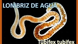 Lombriz de agua Tubifex tubifex [upl. by Pratte]