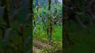 Soyabean intercropping farming agriculture nature punjab farm automobile mercedes 1000hp [upl. by Samuel704]