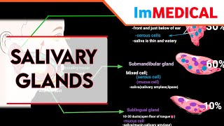 Salivation parotid submandibular and sublingual glands in urdu amp hindiGastrointestinal [upl. by Animrac]