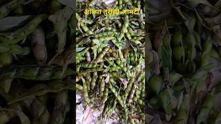 ओल्या तुरीची आमटी shortvideo food cooking [upl. by Dunaville648]