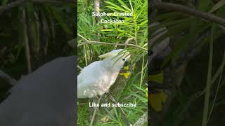 Sulphur Crested Cockatoo [upl. by Wurtz]