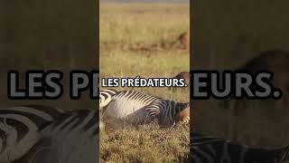 Pourquoi les Zèbres Ontils des Rayures 🦓animaux MindCurio [upl. by Anawad765]