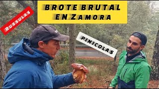 ECLOSIÓN BRUTAL DE PINICOLAS Y RUSSULAS POR ZAMORA [upl. by Palmer949]