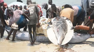 SAMAKI MKUBWA NA WAAJABU AONEKANA MBWENI DAR ES SALAAM [upl. by Aniroc]