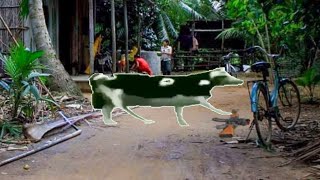 Dancing Polish Cow commits War Crimes in Vietnam [upl. by Jinny]