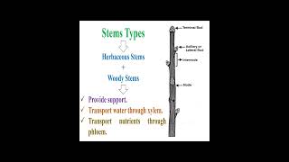 Plant Stem Types and Important geneticteacher [upl. by Eesdnil]