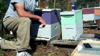 BEEKEEPINGAmerican foulbrood powdered sugarSmall Hive Beetle traps Sugar water feeding John Pluta [upl. by Atnim83]