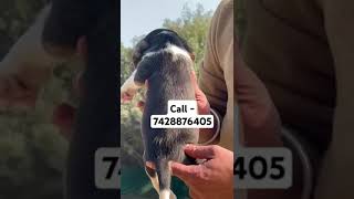 Beagle puppies for sale in Delhi ncr musicalpaws music dogbreed puppy bollyrwoodsongs [upl. by Mika]