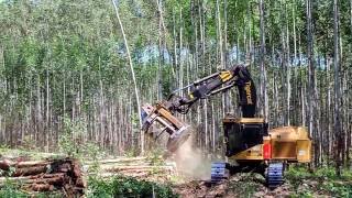 Feller Buncher no Corte da Área da Expoforest 2018 [upl. by Ellenhoj]