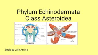 Phylum Echinodermata Class Asteroidea  Details of class Asteroidea by Zoology with Amina [upl. by Mettah685]