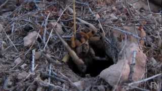 Fauna   Araña Lobo Lycosa Tarantula [upl. by Nehtan]