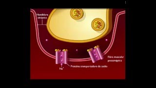 Sinapsis neuromuscular [upl. by Lindsay288]