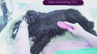 American Cocker Show Grooming  Part 1 of 2 Instruction [upl. by Ecirahc]