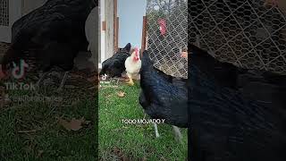 Gallinas en Libertad Del Gallinero al Campo 🐓🌿 gallinero [upl. by Niklaus]