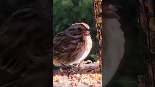 A Cute Morning Song Sparrow birds songsparrow nature [upl. by Rocca870]