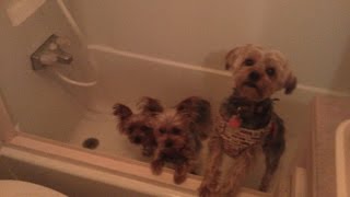 Washing Dogs in Fulltime RV with New Oxygenics Shower Head [upl. by Ally]