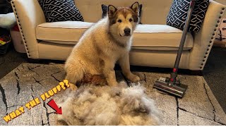 Grooming A Malamute And Pet must haves [upl. by Euqirne]