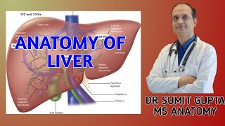 LIVER  ANATOMY [upl. by Iadahs]