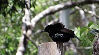 Victorias Riflebird display with female 1MVI 1717 [upl. by Ical]