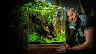 BETTA PARADISE Tutorial 🌿 Massive 33 Gallon aquarium for Billy the Betta [upl. by Marcelo460]