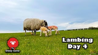 LAMBING SHEEP OUTSIDE  VLOG 4  LAMBING 2021 [upl. by Avrenim]