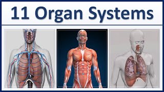 Human Organ Systems Part 1  3D Animation  11 major organ systems of the human body Explained [upl. by Hurst214]