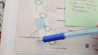 GeneticsDNA structure  Biochemistry Lecture 1 [upl. by Ahsemad]