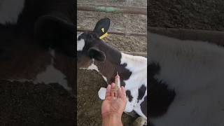 intramuscular injectionbullcowviral ytshorts [upl. by Aidni]