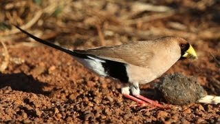 Masked Finch Poephila personata in NT Australia [upl. by Dubenko247]