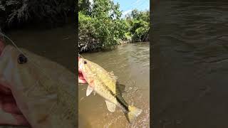 Creek fishing with crawfish lure bass bassfishing truscend fishing [upl. by Bartel588]