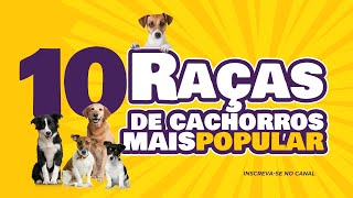 10 Cães mais populares no Brasil SRD vira latas short [upl. by Aspasia]