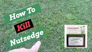 Nutsedge Killer  SedgeHammer  Herbicide Weed Control [upl. by Callahan]