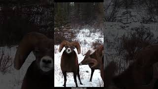 Bighorn Rams Fighting over a Female During the Rut [upl. by Raman]