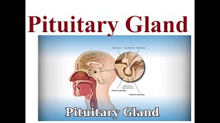 Pituitary gland structure and functions  2024 [upl. by Nerti]