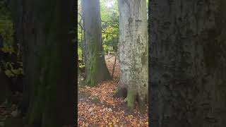 Asmr wood walk forrest leaves autumn water flowing labrador dog walk edinburgh woods [upl. by Roselin]