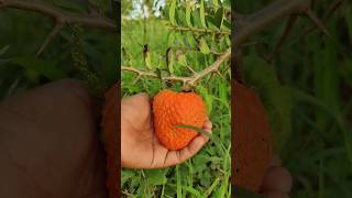 Annona spinescens fruit Fully ripened in orange colour  seethaphal  custard apple [upl. by Abijah]