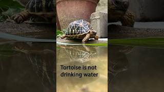 कछुए को पानी पिलाने की ninjatechnique  Tortoise not drinking water tortoise startortoise [upl. by Lanuk]