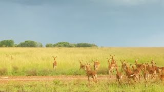 Impalas have no idea where the leopard is [upl. by Lorenzana]