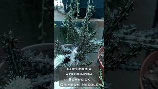 Top 5 Euphorbias in my Garden  Rare Succulent euphorbia [upl. by Ayatnahs]