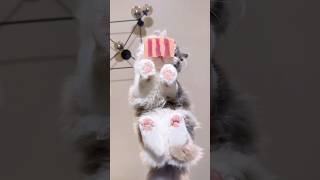 Do You Not Like It 😃shorts tiktok kitten catsology [upl. by Anizor]