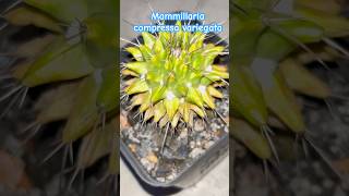 Mammillaria compressa variegata  cactus Identification  cactus gardeningcommunity [upl. by Noxaj]