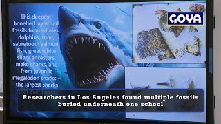 Los Angeles researchers find multiple fossils buried underneath school [upl. by Bennet847]