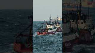 Small fishing boats and a reefer vessel at sea ships reefer fishing shorts vessels [upl. by Bertle693]