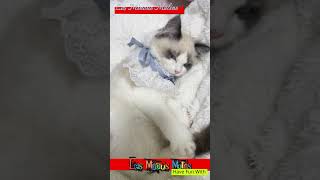 Les chatons le secret du bonheur05 cute chat cat cartoon love memes shortvideo catlover [upl. by Ordnaxela]