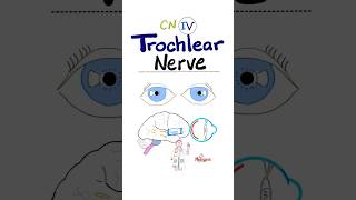 Trochlear Nerve  4th Cranial Nerve  CN IV  Neuroanatomy anatomy physiology brain neuro nurse [upl. by Sioux]